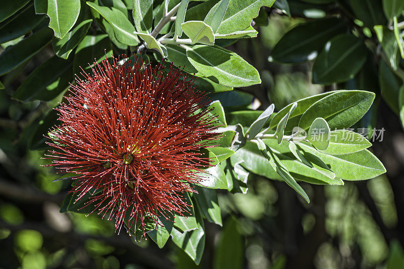 Metrosideros excelsa，常用名称为pōhutukawa、新西兰pohutukawa、新西兰圣诞树、新西兰圣诞灌木和铁树。生长在新西兰南岛格雷茅斯附近。